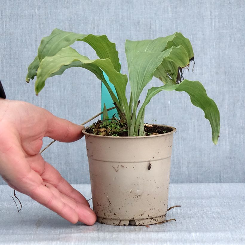 Example of Calanthe Takane - Orchidée de jardin Pot van 1 l/1,5 l as you get in hiver