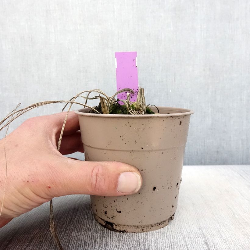 Exemplaar van Calanthe tricarinata - Tuinorchidee Pot van 1 l/1,5 l kaliber I zoals geleverd in de lente