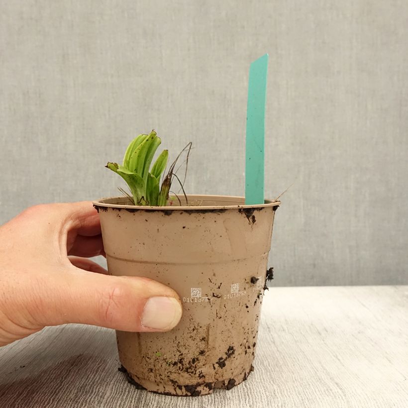 Exemplaar van Calanthe tricarinata - Tuinorchidee Pot van 1 l/1,5 l kaliber I zoals geleverd in de herfst