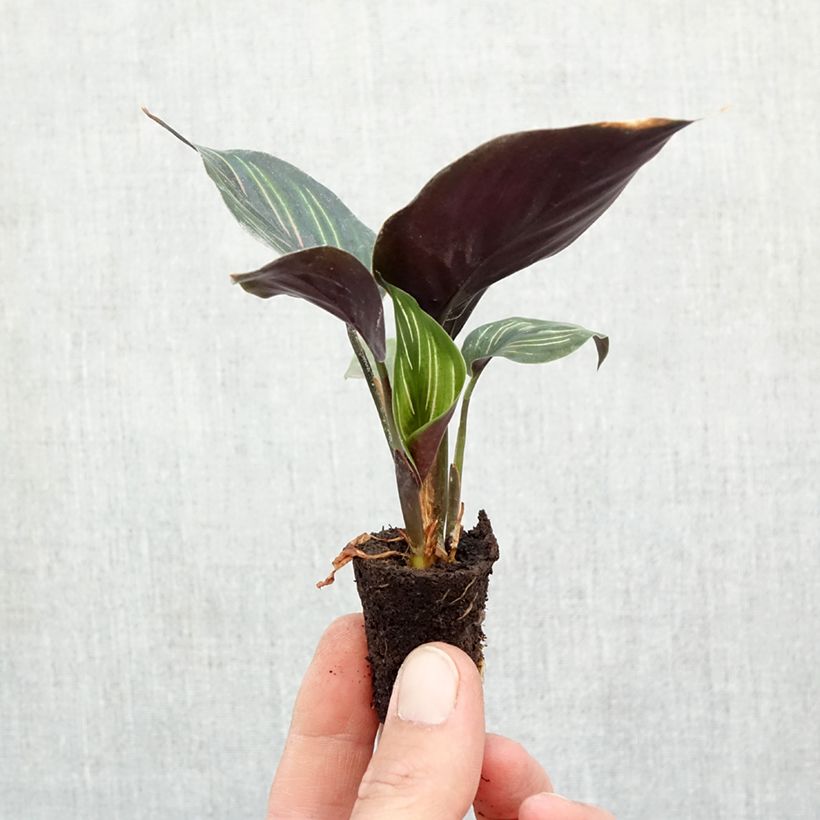 Example of Calathea Beauty Star Mini-plante as you get in automne
