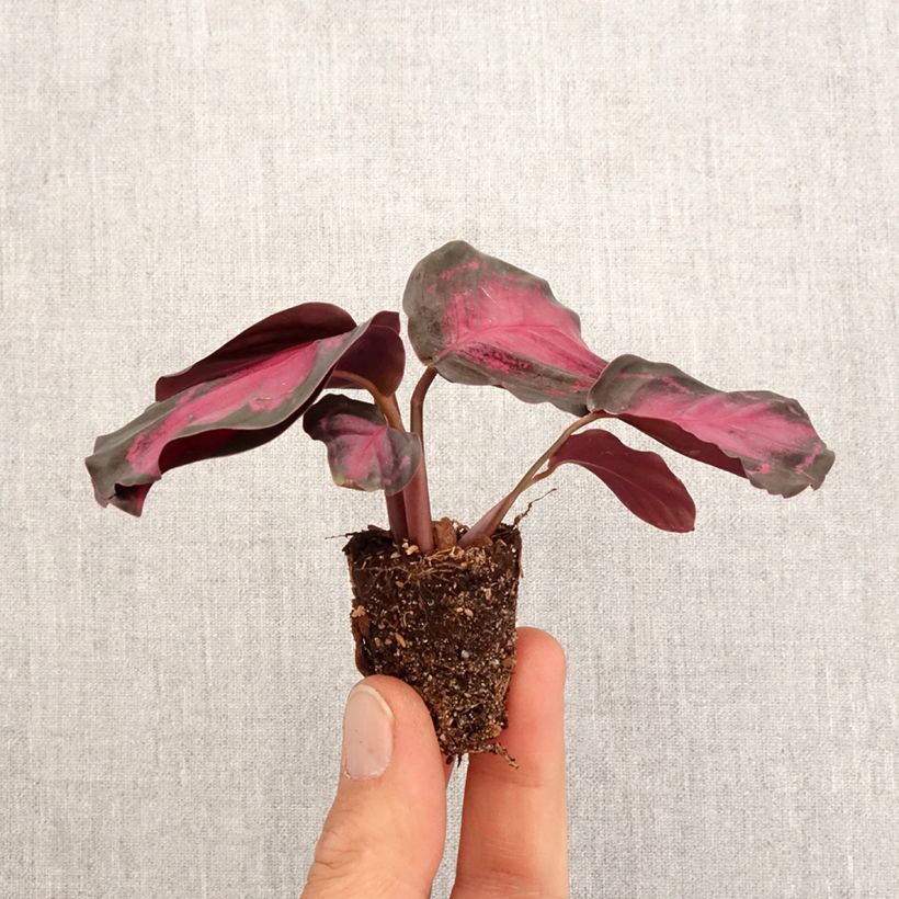 Example of Calathea Crimson - Pauwenplant Mini-plante as you get in printemps