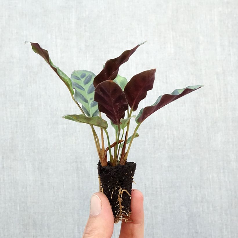 Example of Calathea insignis - Pauwenplant Mini-plante as you get in automne