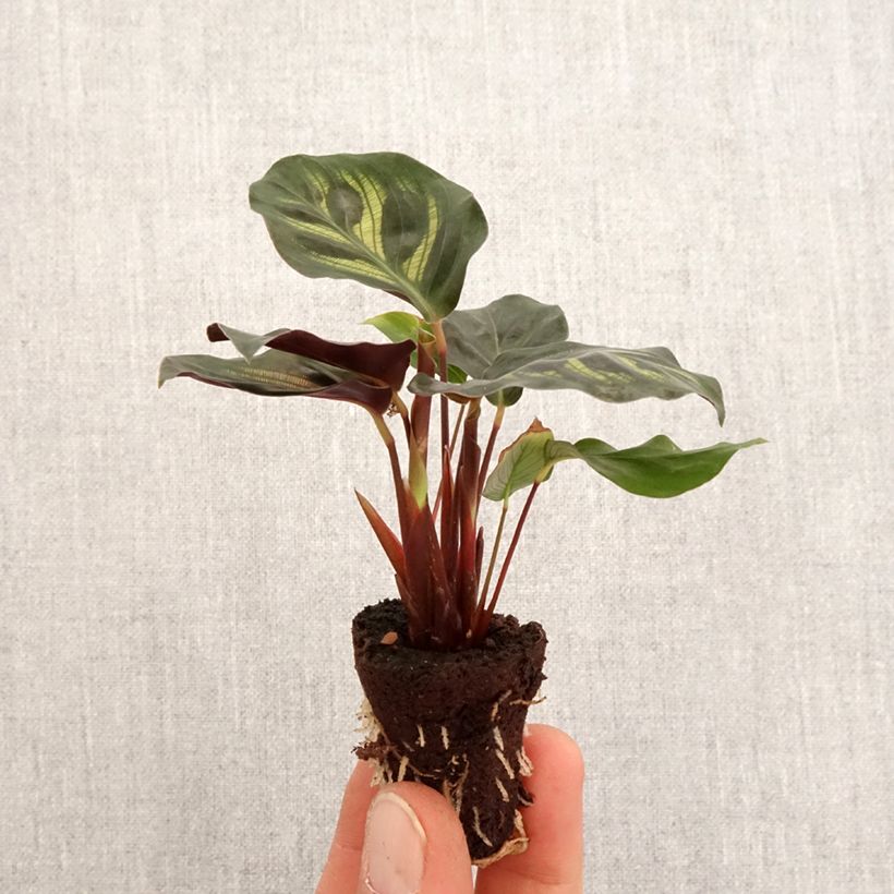 Exemplaar van Calathea makoyana - Pauwenplant Mini-kamerplanten zoals geleverd in de lente