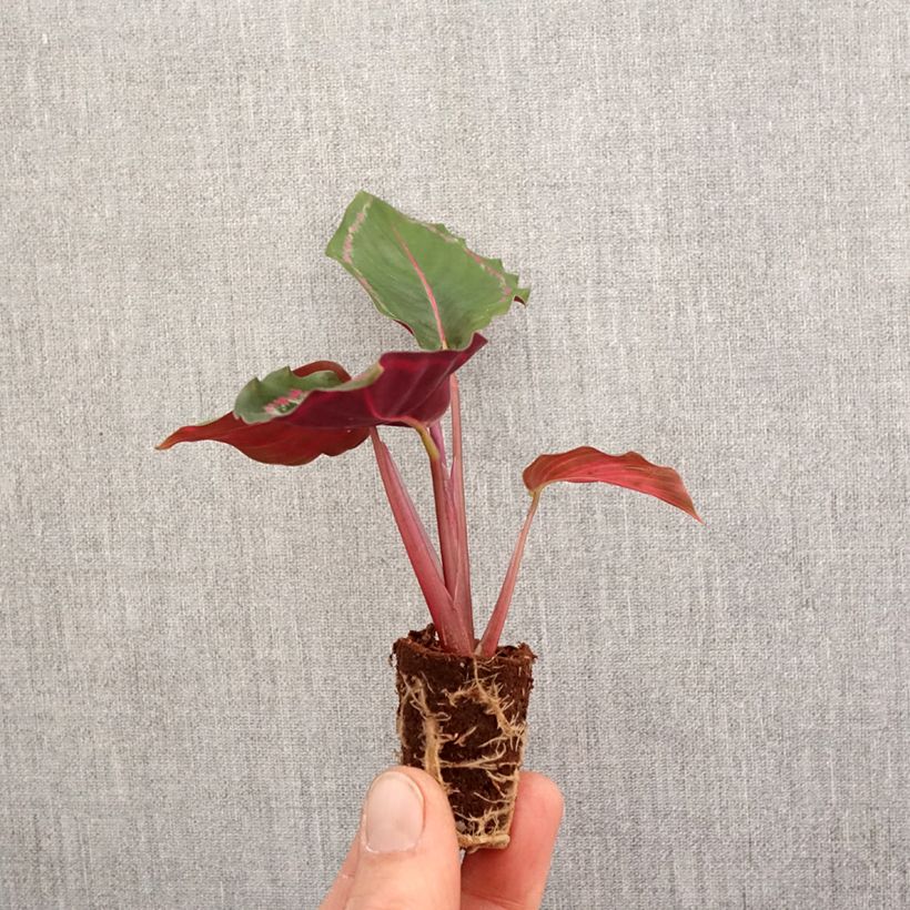 Example of Calathea Medallion - Pauwenplant Mini-plante as you get in printemps