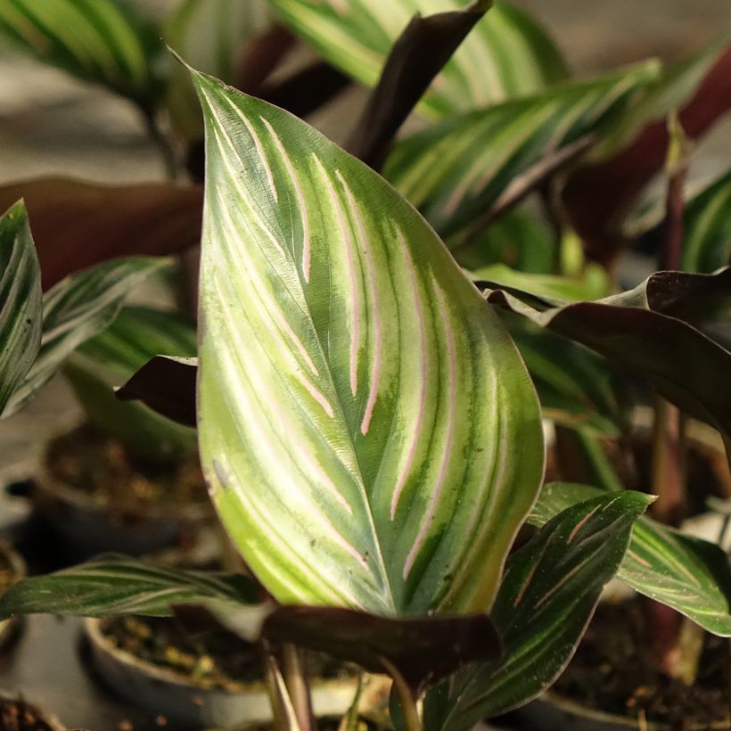 Calathea Meili (Blad)