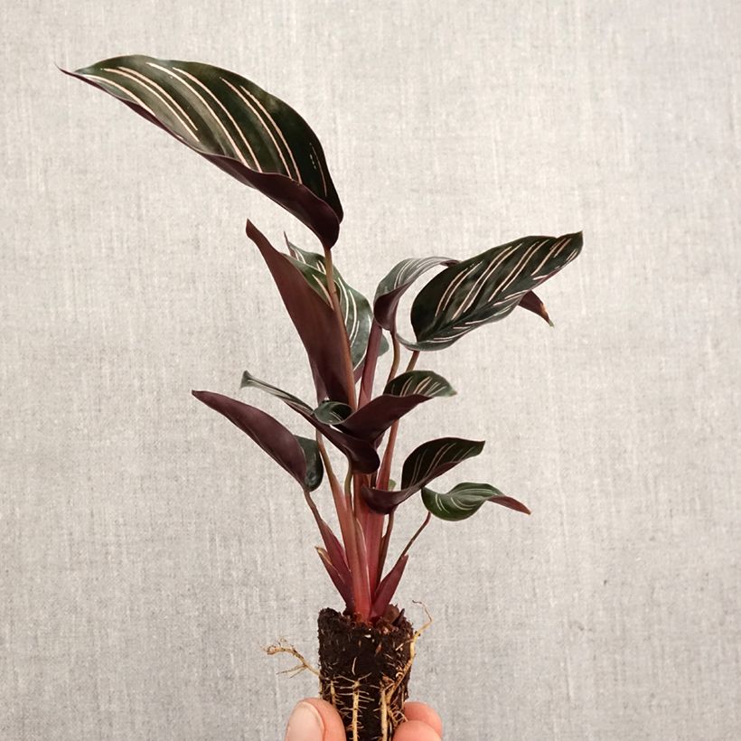 Example of Calathea ornata - Pauwenplant Mini-plante as you get in printemps