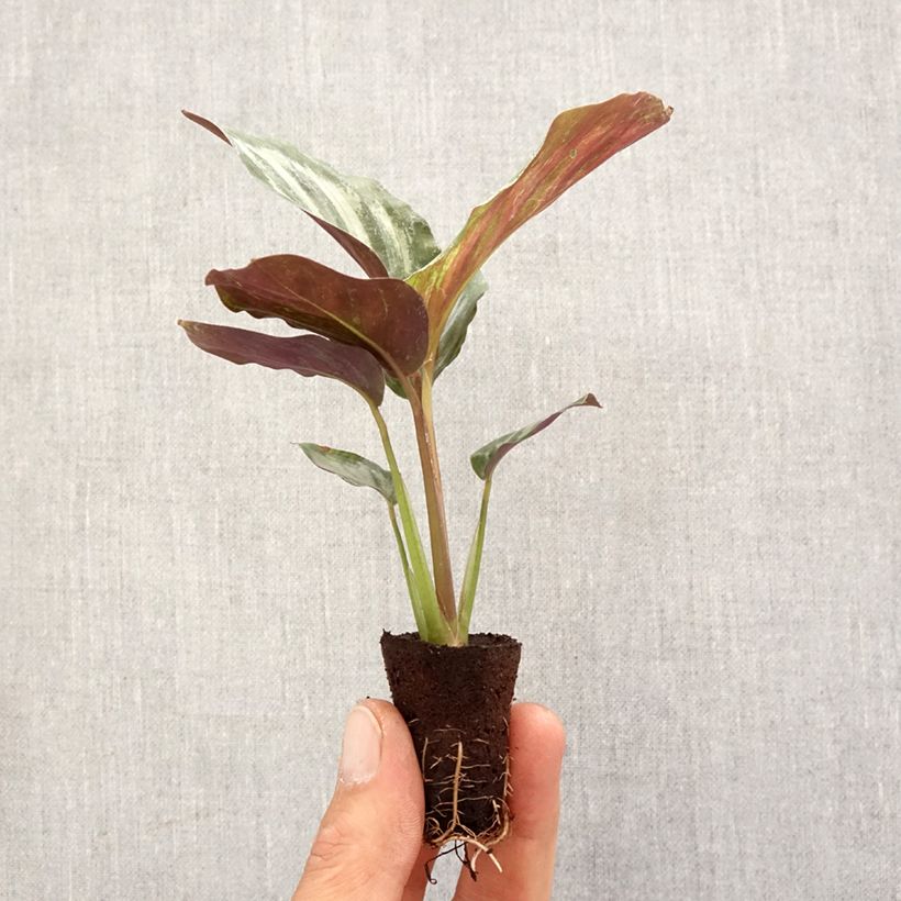 Exemplaar van Calathea Peacock - Pauwenplant Mini-kamerplanten zoals geleverd in de lente