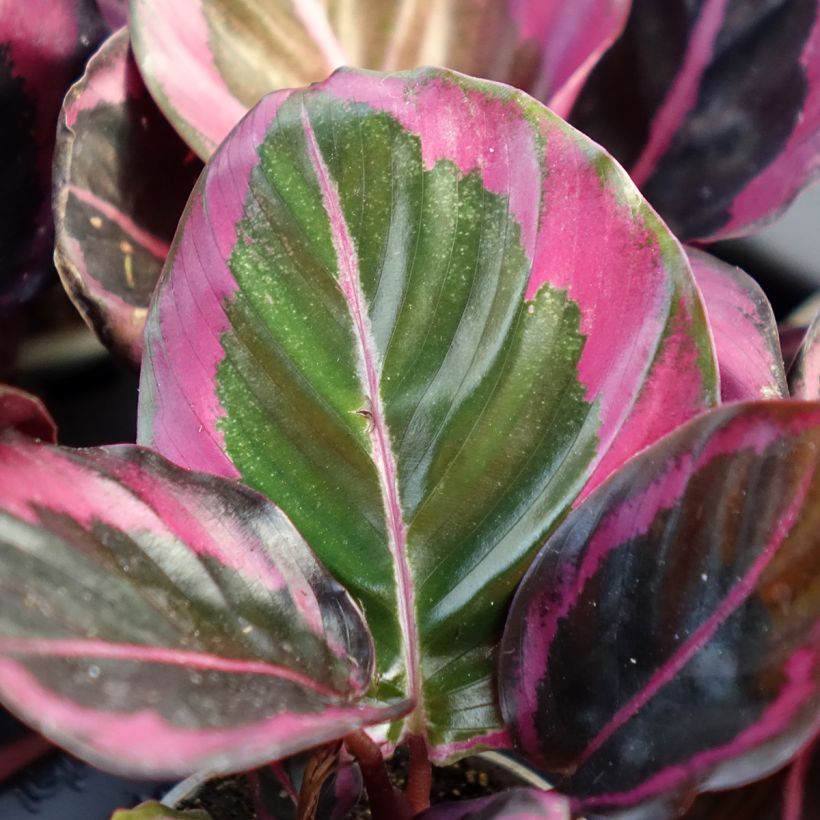 Calathea Princess Jessie (Blad)