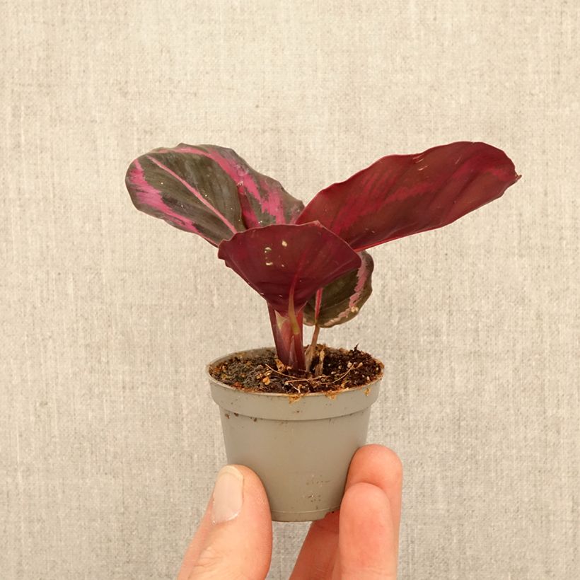 Exemplaar van Calathea Princess Jessie Mini-kamerplanten zoals geleverd in de lente