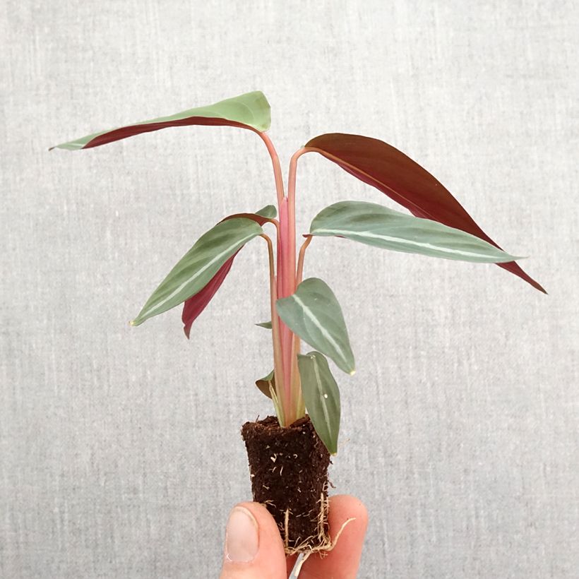 Example of Calathea sanguinea Mini-plante as you get in printemps