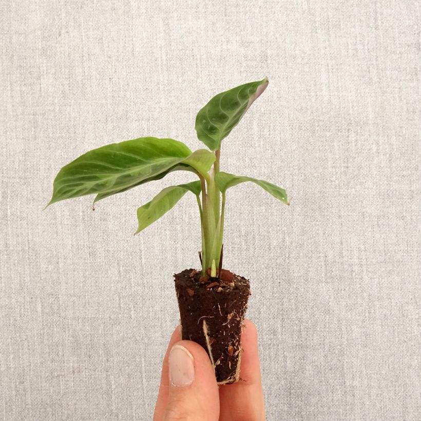 Example of Calathea warscewiczii - Pauwenplant Mini-plante as you get in printemps