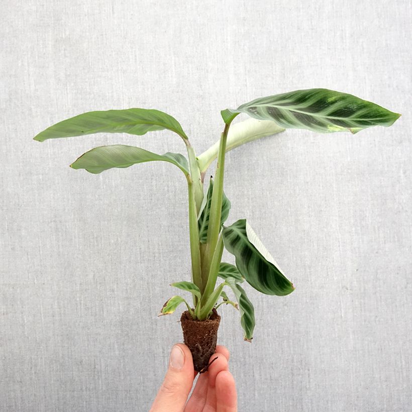 Exemplaar van Calathea zebrina - Zebraplant Mini-kamerplanten zoals geleverd in de lente