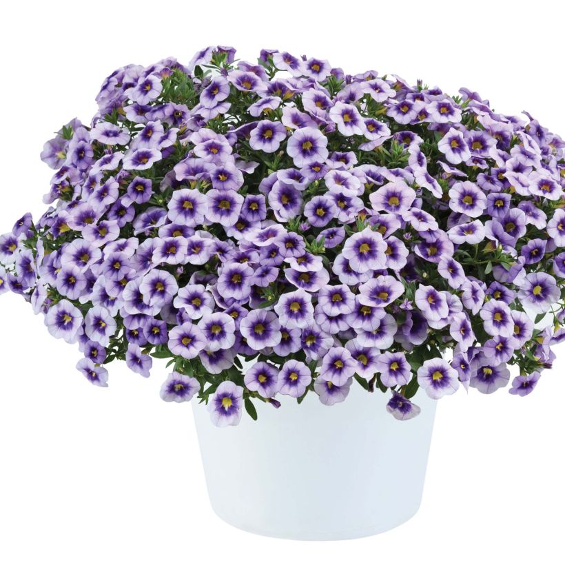 Calibrachoa Eyeconic Purple - Mini petunia (Plant habit)