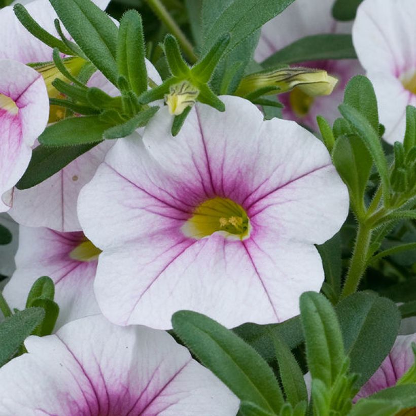 Calibrachoa Noa Almond Blossom - Mini petunia (Flowering)