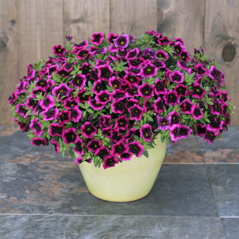 Calibrachoa Superbells Blackcurrant Punch (Groeiplaats)
