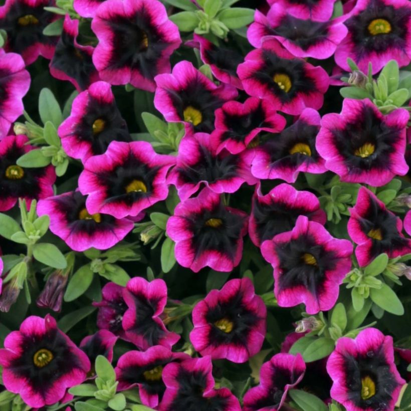 Calibrachoa Superbells Blackcurrant Punch (Bloei)