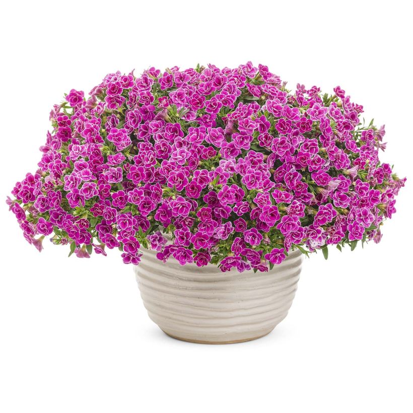 Calibrachoa Superbells Sweet Love - Mini petunia (Plant habit)
