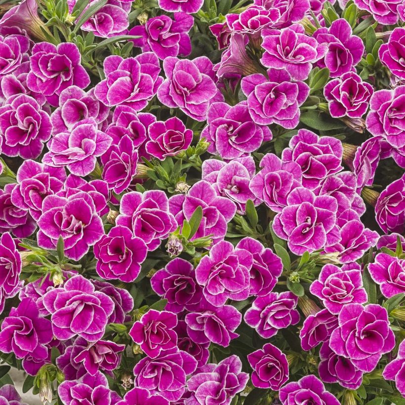 Calibrachoa Superbells Sweet Love - Mini petunia (Flowering)