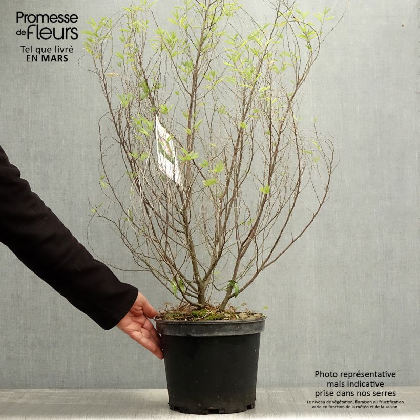 Exemplaar van Calliandra surinamensis Dixie Pink - Surinaamse poederkwast Pot van 7,5 l/10 l zoals geleverd in de lente