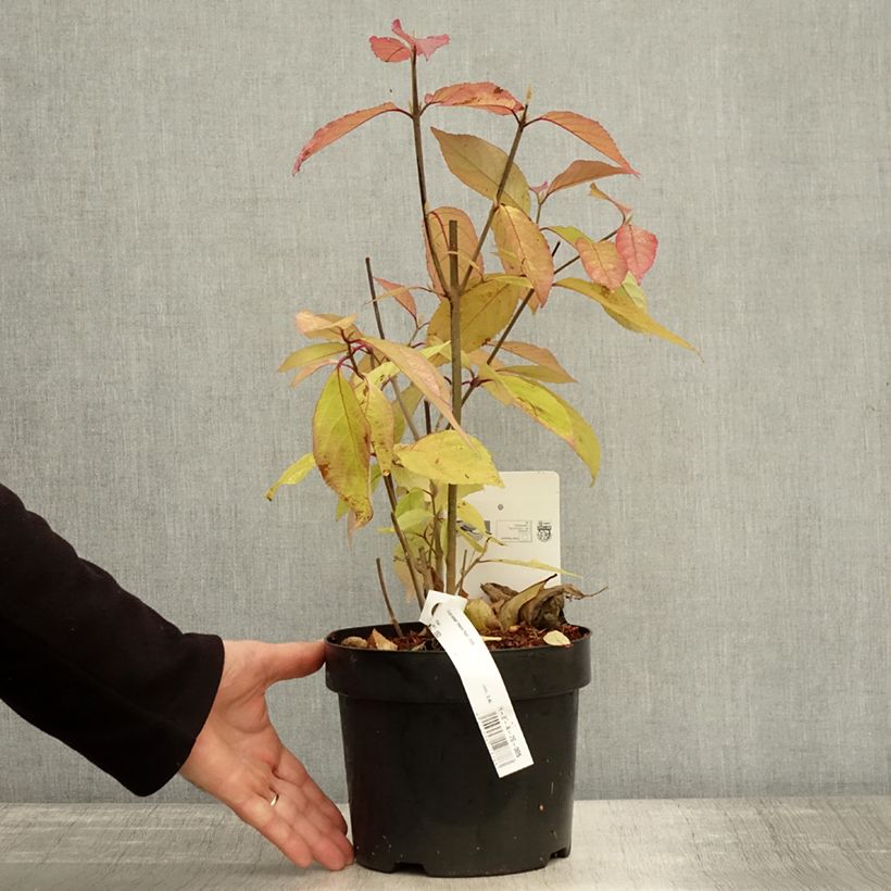 Exemplaar van Callicarpa Imperial Pearl - Schoonvrucht Pot van 3 l/4 l zoals geleverd in de herfst