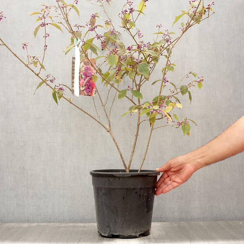 Exemplaar van Callicarpa Imperial Pearl - Schoonvrucht Pot van 7,5 l/10 l zoals geleverd in de zomer