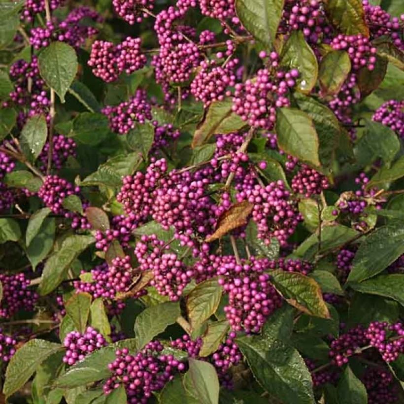 Callicarpa bodinieri var. giraldii Profusion - Schoonvrucht (Flowering)
