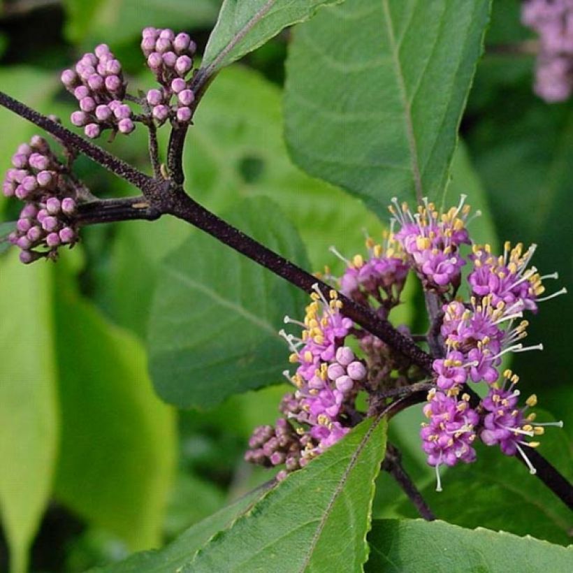 Callicarpa bodinieri var. giraldii Profusion - Schoonvrucht (Foliage)