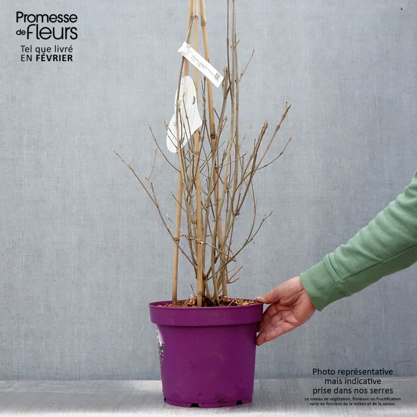 Example of Callicarpa bodinieri Liebespaar - Arbuste aux bonbons Pot van 7,5 l/10 l as you get in hiver