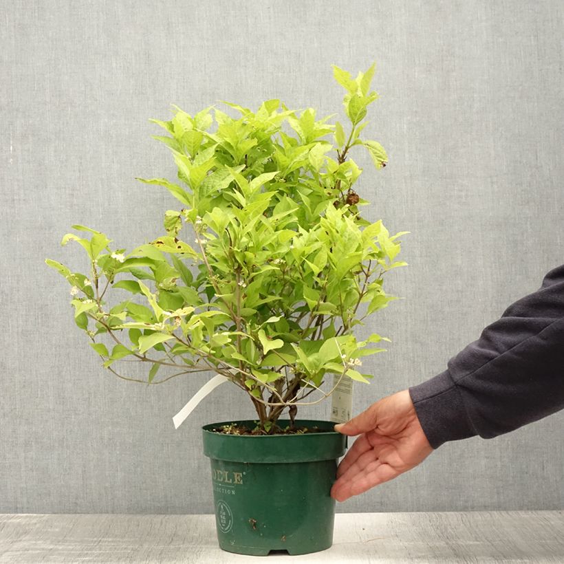 Exemplaar van Callicarpa Magical Snowqueen - Schoonvrucht Pot van 3 l/4 l zoals geleverd in de zomer