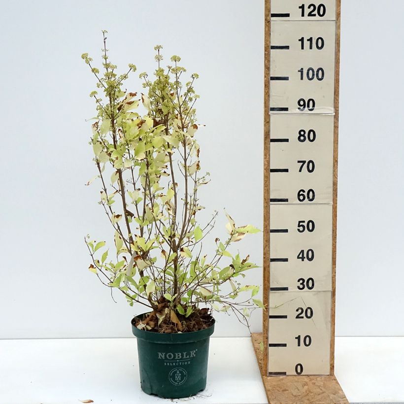 Exemplaar van Callicarpa Magical Snowqueen - Schoonvrucht Pot van 7,5 l/10 l zoals geleverd in de herfst