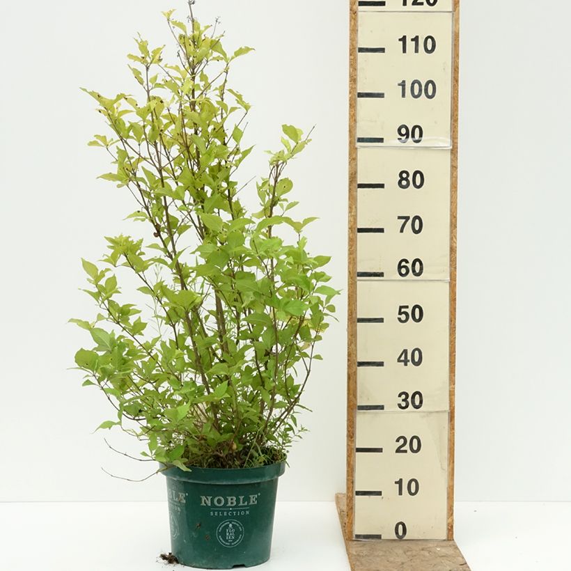 Exemplaar van Callicarpa bodinieri Magical Snowqueen  Pot de 7,5L/10L zoals geleverd in de zomer