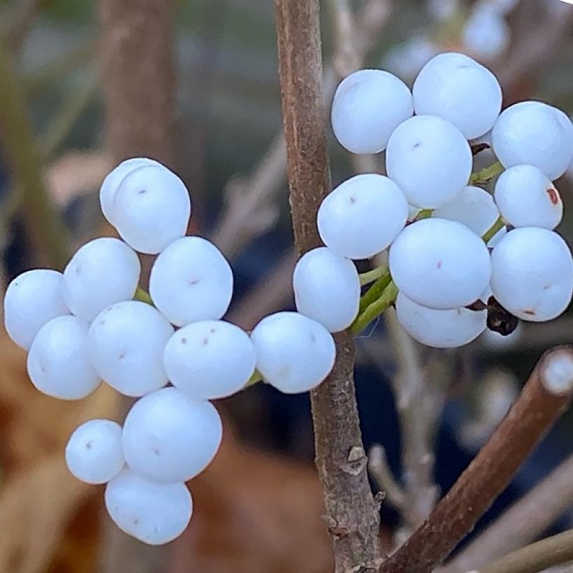 Callicarpa Magical Snowstar - Schoonvrucht (Harvest)