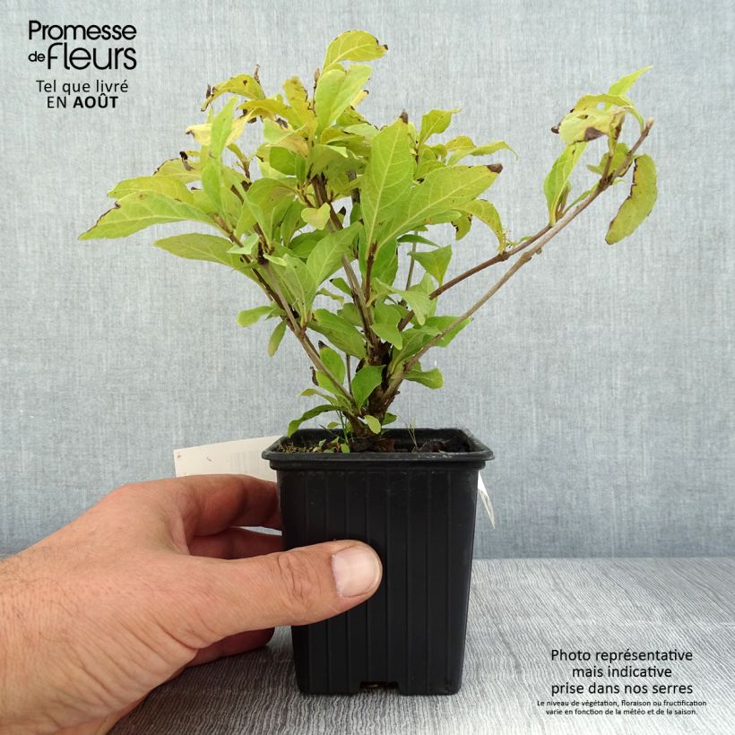 Exemplaar van Callicarpa Magical Snowstar - Schoonvrucht Kweekpotje van 8/9 cm zoals geleverd in de zomer
