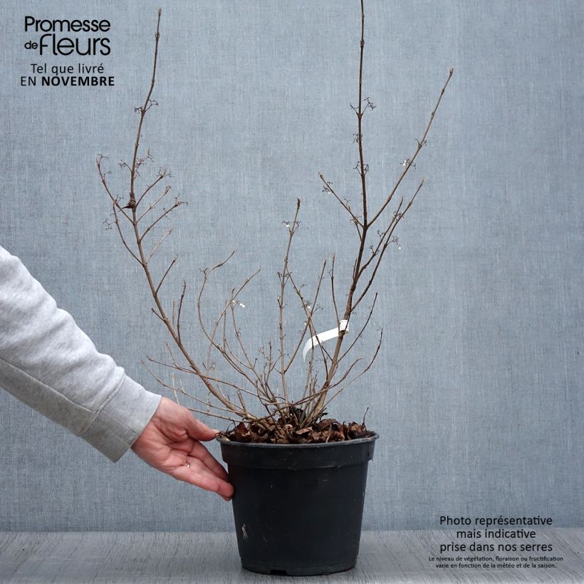 Exemplaar van Callicarpa Magical Snowstar - Schoonvrucht Pot van 3 l/4 l zoals geleverd in de herfst