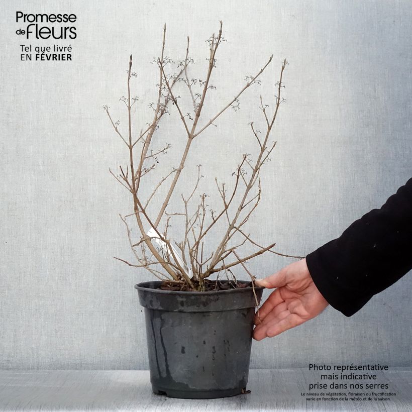 Example of Callicarpa Magical Snowstar - Schoonvrucht Pot van 3 l/4 l as you get in hiver