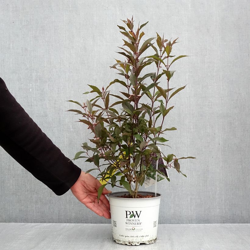 Exemplaar van Callicarpa Pearl Glam - Schoonvrucht Pot van 3 l/4 l zoals geleverd in de herfst