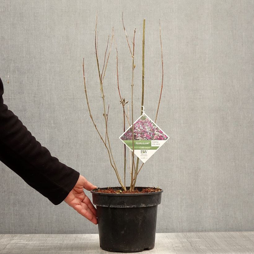 Exemplaar van Callicarpa Pearl Glam - Schoonvrucht Pot van 3 l/4 l zoals geleverd in de lente