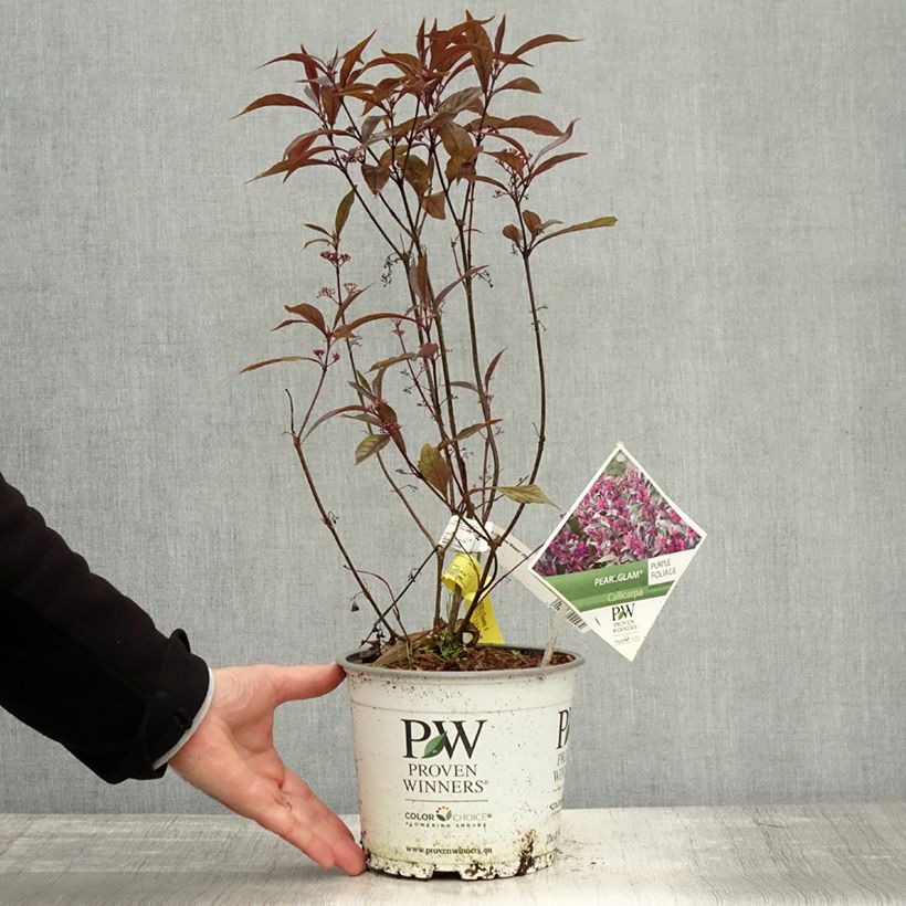 Exemplaar van Callicarpa Pearl Glam - Schoonvrucht Pot van 7,5 l/10 l zoals geleverd in de herfst