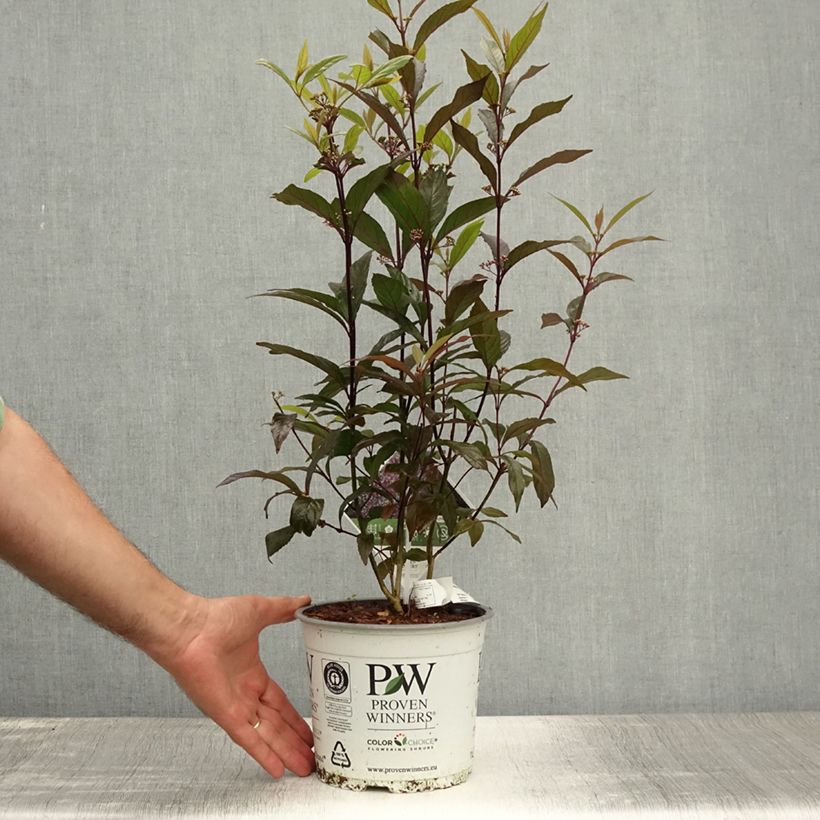 Example of Callicarpa bodinieri Pearl Glam Pot van 7,5 l/10 l as you get in ete