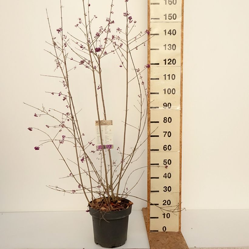 Exemplaar van Callicarpa bodinieri var. giraldii Profusion - Schoonvrucht Pot van 12 l/15 l zoals geleverd in de herfst