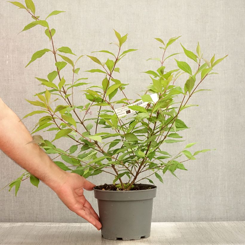 Exemplaar van Callicarpa dichotoma Cardinal - Schoonvrucht Pot van 2 l/3 l zoals geleverd in de zomer