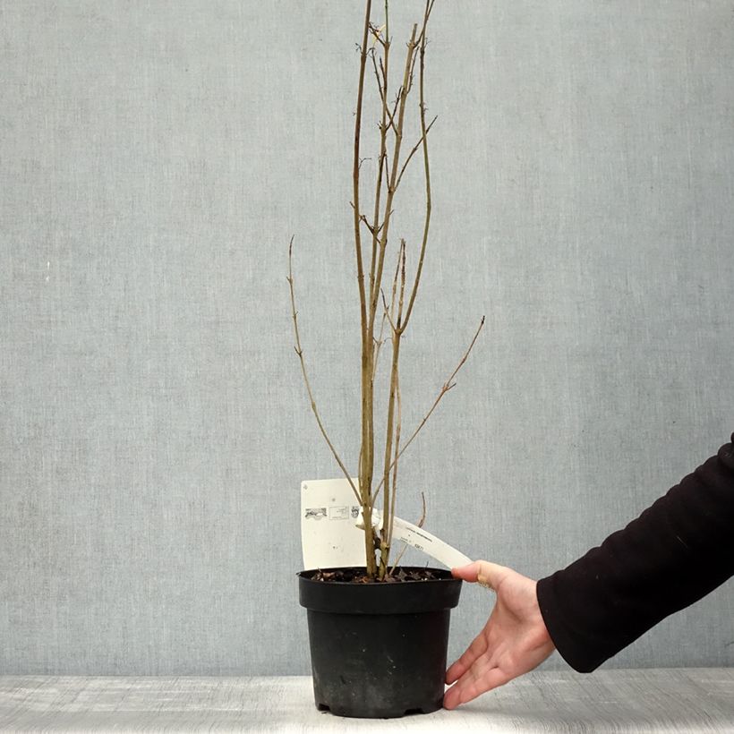 Exemplaar van Callicarpa kwangtungensis - Chinese schoonvrucht Pot van 2 l/3 l zoals geleverd in de herfst