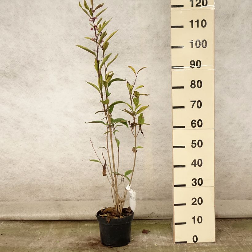 Exemplaar van Callicarpa kwangtungensis - Chinese schoonvrucht Pot van 2 l/3 l zoals geleverd in de zomer