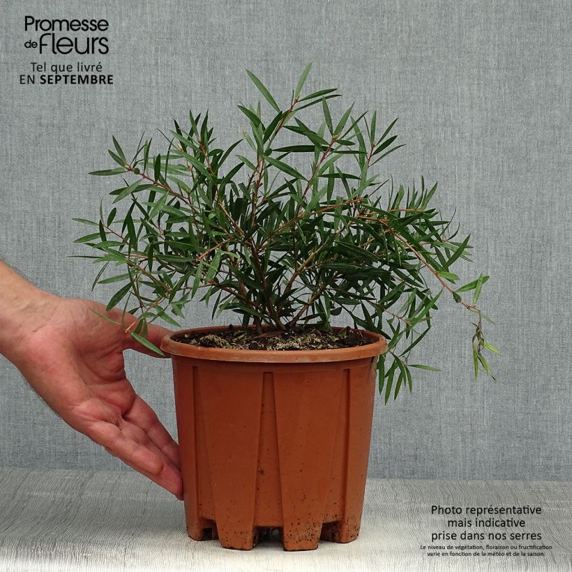 Exemplaar van Callistemon citrinus Burgundy - Lampenpoetser Pot van 3 l/4 l, Struik zoals geleverd in de herfst
