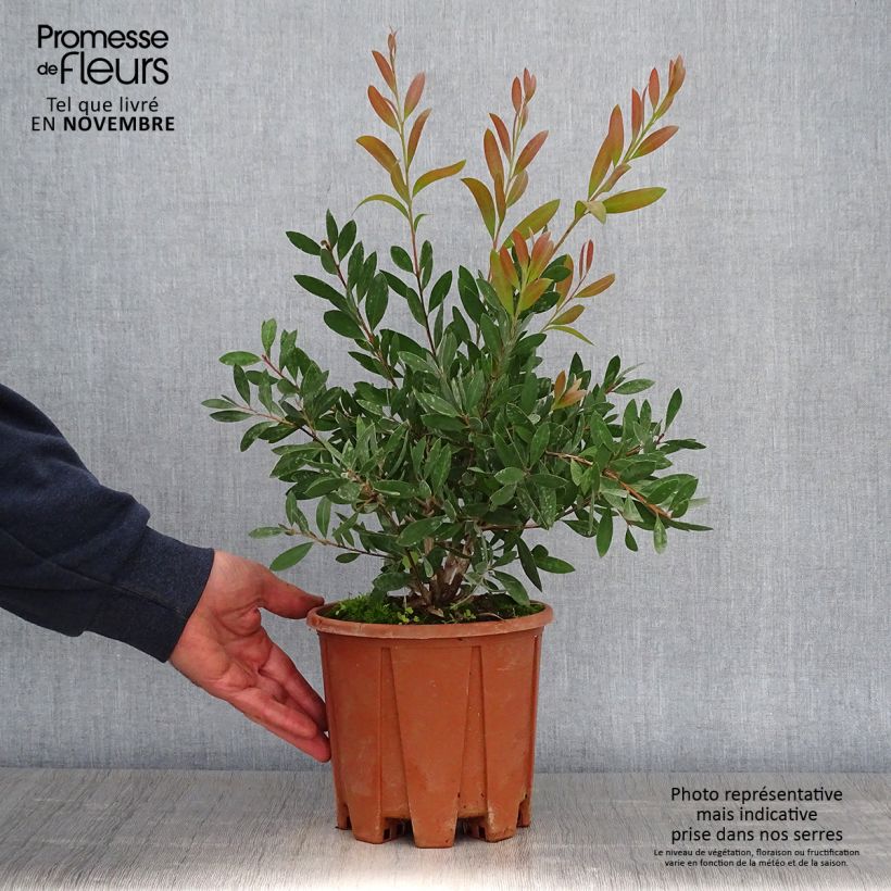 Exemplaar van Callistemon citrinus Mauve Mist - Lampenpoetser Pot van 3 l/4 l, Struik zoals geleverd in de herfst