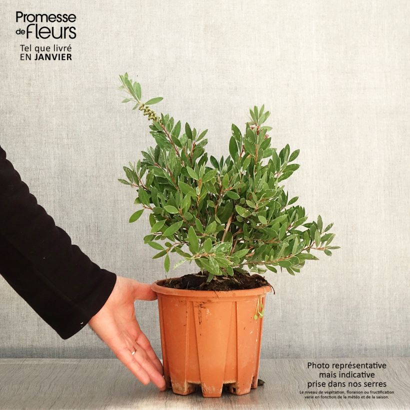 Example of Callistemon citrinus Mauve Mist - Rince bouteille Pot van 3 l/4 l as you get in hiver