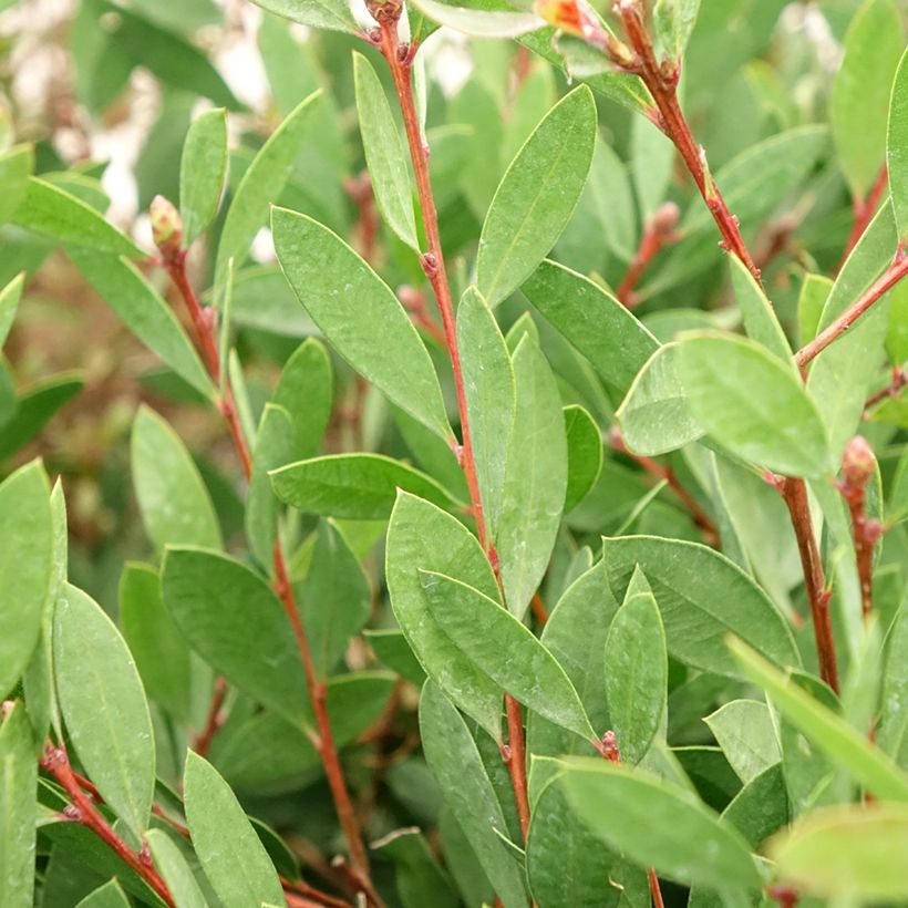 Callistemon citrinus Mauve Mist - Lampenpoetser (Blad)