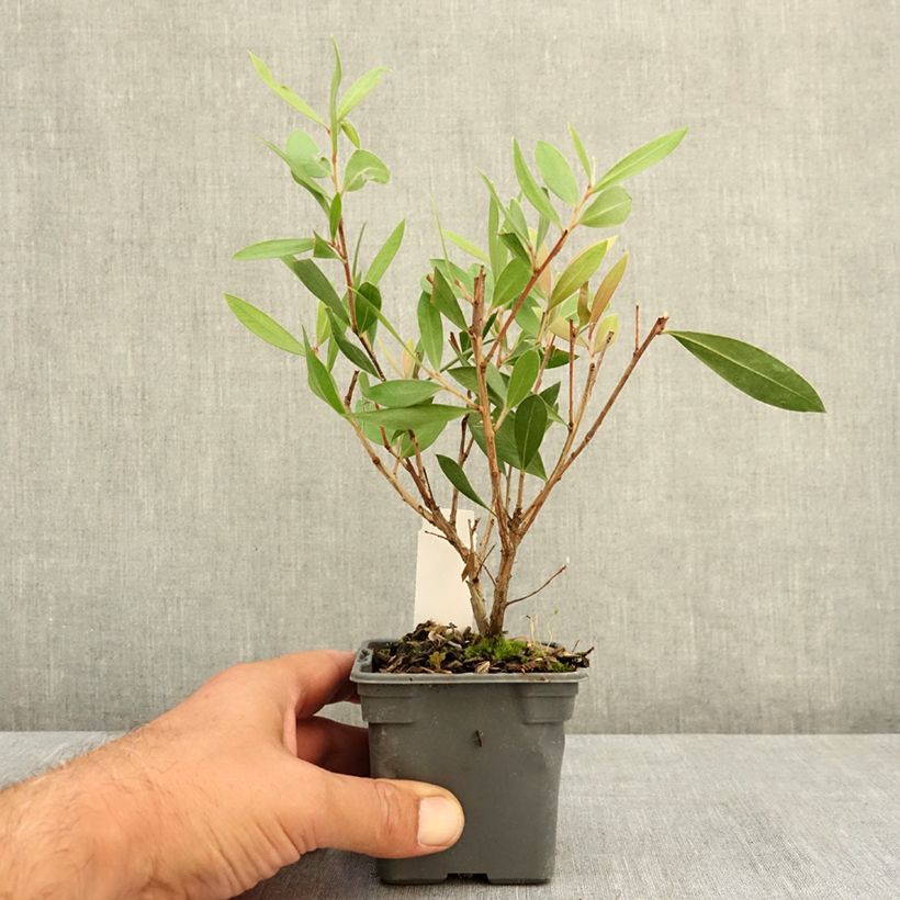 Exemplaar van Callistemon citrinus Splendens - Lampenpoetser Kweekpotje van 8/9 cm zoals geleverd in de zomer