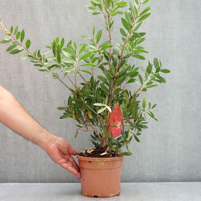 Exemplaar van Callistemon citrinus Splendens - Lampenpoetser Pot van 2 l/3 l zoals geleverd in de zomer