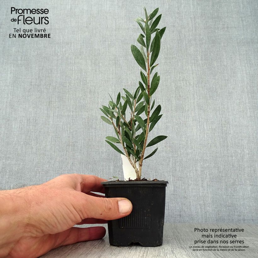 Exemplaar van Callistemon Inferno - Rince bouteille Godet de 8/9 cm zoals geleverd in de herfst